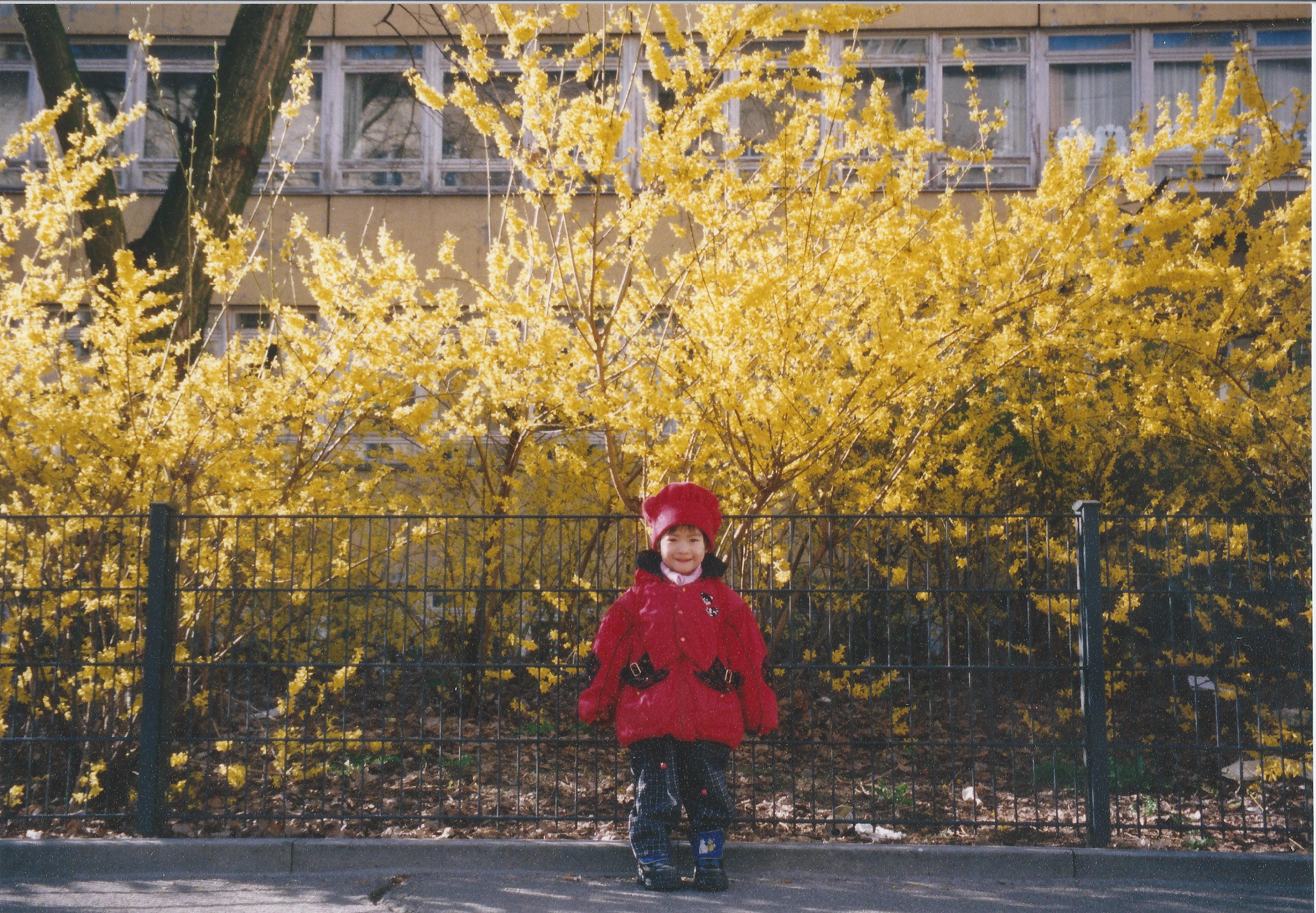 Jenny standing in front of yellow blossoms